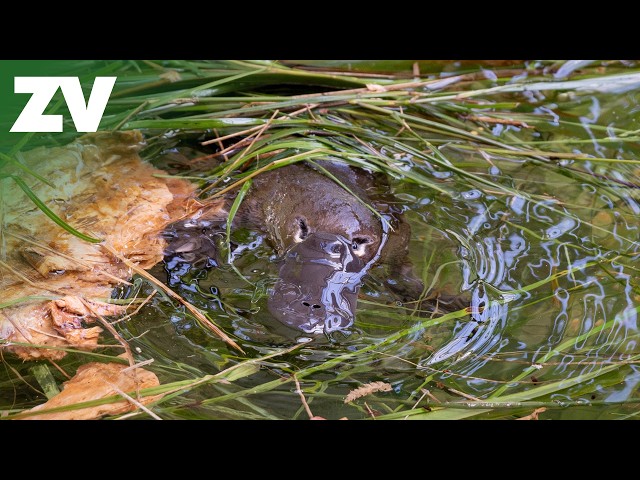 Rarely Seen Platypus Nest Building Behaviour Explained