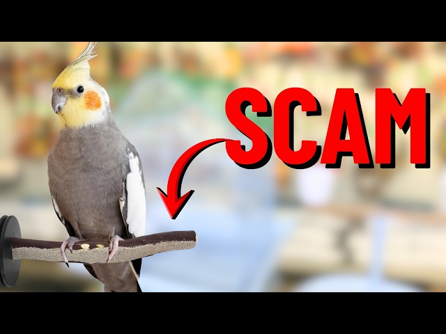 7 Lies Pet Stores Tell New Cockatiel Owners
