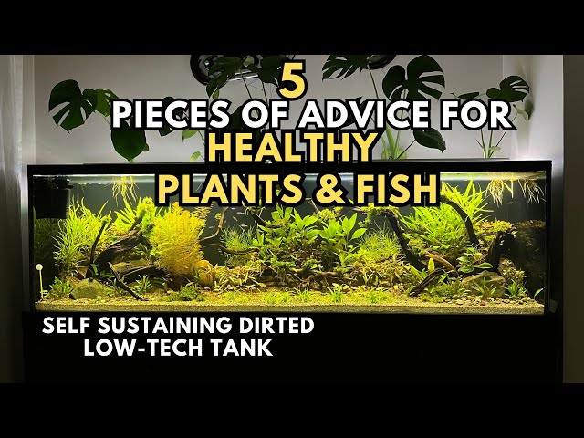 Aquarium 101: Basic Things You Should Know For Maintaining A Healthy Aquarium