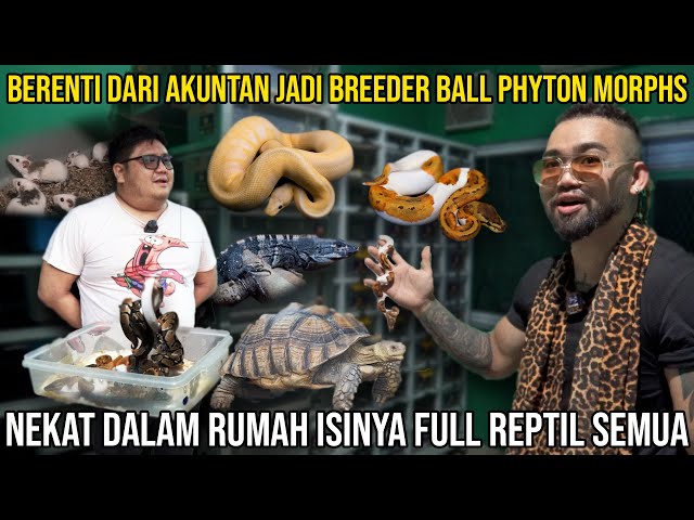 BERENTI DARI AKUNTAN JADI BREEDER BALL PHYTON MORPHS NEKAT DALAM RUMAH FULL REPTIL SEMUA #indoexotic