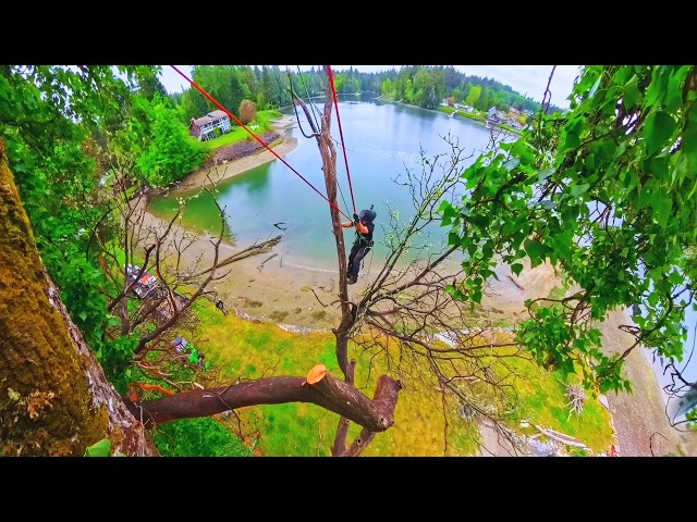The Art of Taking Down Dangerous Trees
