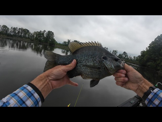 How To for Huge June Shellcracker