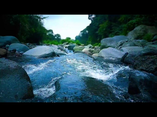 Slow Flow River Ambience Sleep Music + Soft Native Bird Calls For Relaxation