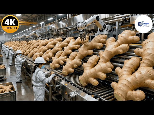 Inside a Mega Ginger Factory: Fresh Roots to Pure Organic Ginger Oil (Full Process)