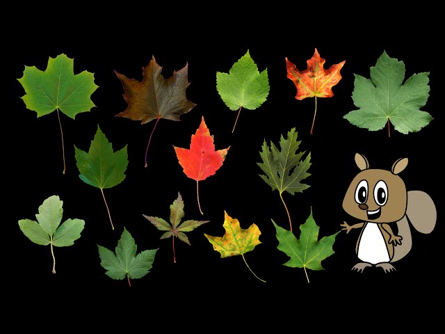 Maple Leaves - Nature / Fall Foliage - The Kids' Picture Show (Fun & Educational Learning Video)