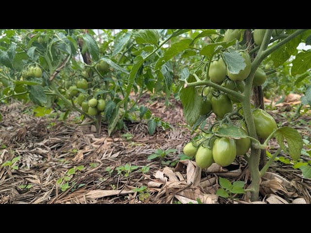 Inyanya Zidasanzwe! Zera Cyane Kurusha Izisanzwe — Ateganya Gusarura Udutebo 400+
