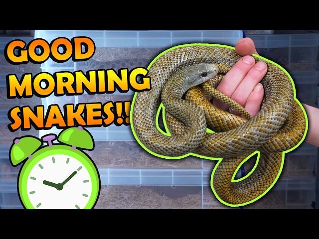 Waking up our Snakes from Winter Brumation!