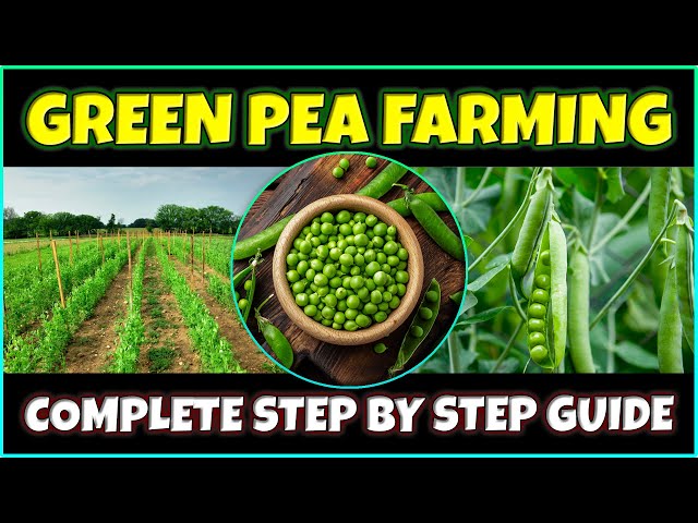 Green Pea Farming | How to grow Green Peas from Seed at Home | Green Pea Cultivation