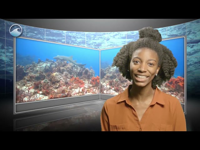 Coral Comeback?: Introduction