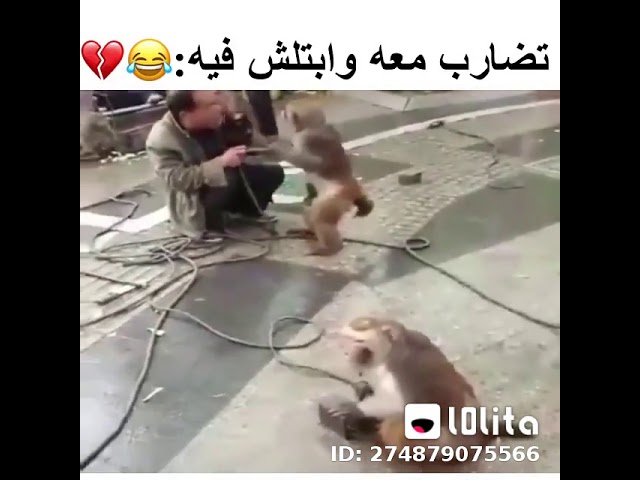القرد مسك الساطور للمدرب