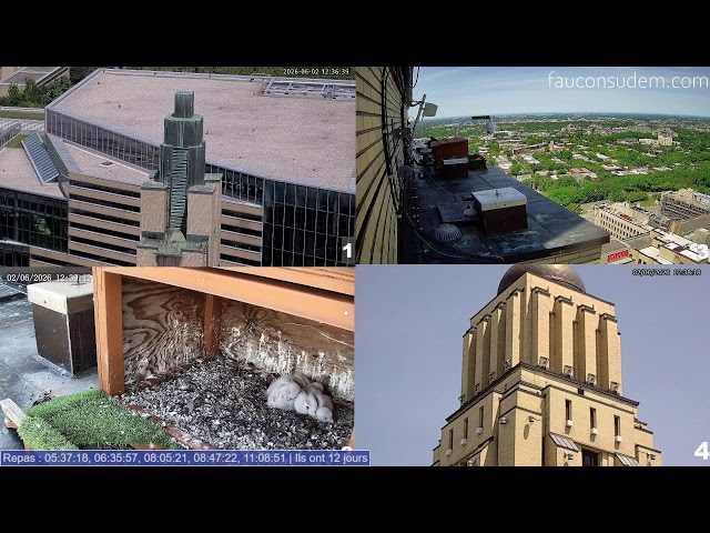 Faucons UdeM - Toutes les caméras