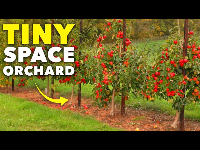 How to Grow Your Own Micro-Orchard
