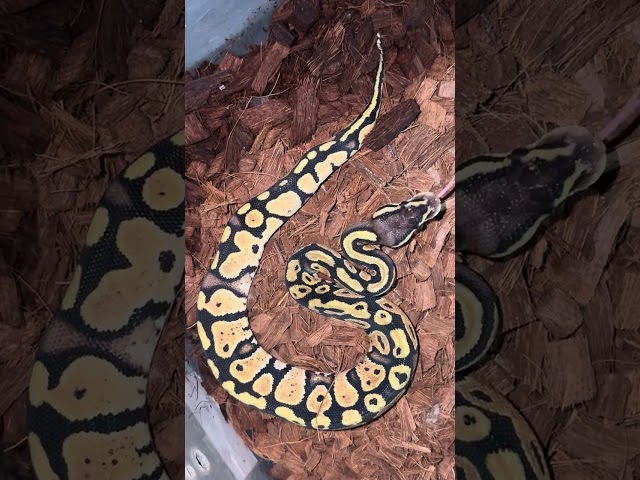 pitón bola (python regius) fase lemon pastel www.constrictorchile.cl
