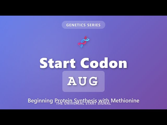 Start Codon AUG: How Protein Synthesis Begins with Methionine | Genetics Explained
