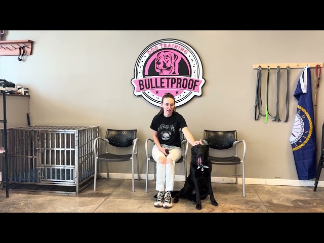 Minho's owner testimonial of their 20 day board & train program experience with us! #gsd #dogowner