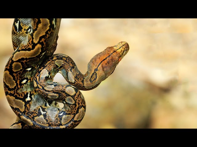 What Is a Reticulated Python?🐍