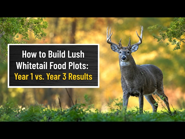 How to Build Lush Whitetail Food Plots: Year 1 vs. Year 3 Results
