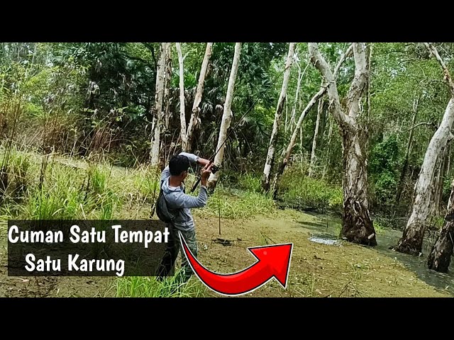 Gak sampai satu jam panen strike - Casting ikan gabus Papua Merauke