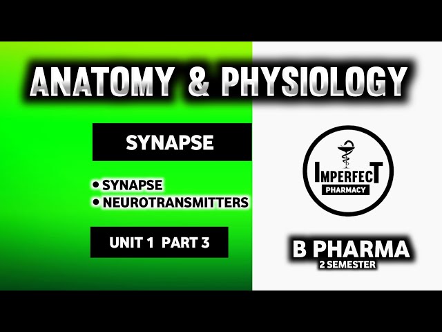 Synapse And Neurotransmitters | Nervous System | Human Anatomy And Physiology | B Pharma 2nd Sem