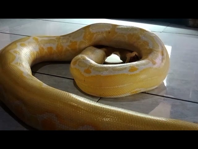 #retic #snake #reticulated #reptiles #reticulatuspython #reptiles #reticulatuspython#python 