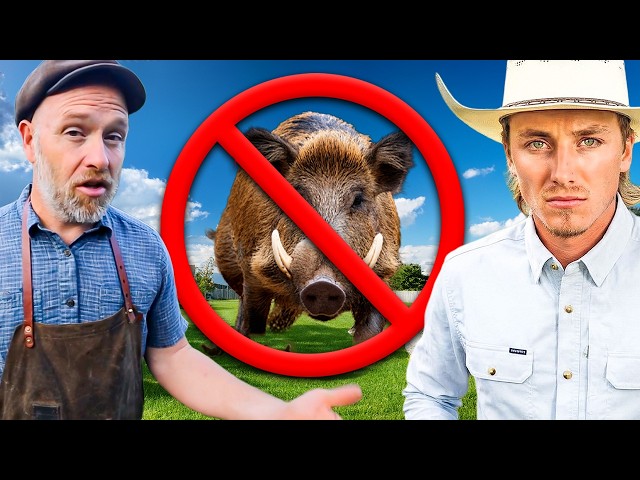 Slick Stevie’s Chickens Are Being Killed. Here’s the Fix