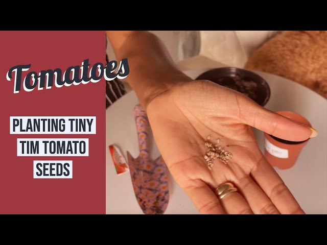 Planting Tiny Tim Tomato Seeds