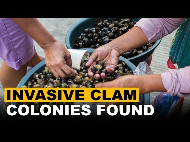 Invasive Manila Clam Colonies Rock Northeast US Coastal Ecosystems