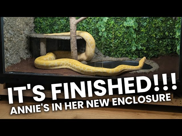 BURMESE PYTHON - How To Build a Snake Vivarium