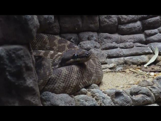Rough-scaled Python 