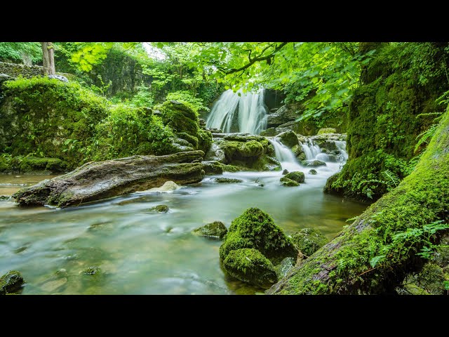 Calm Woodland Stream with Beautiful Birdsong, Relax and Unwind, ASMR