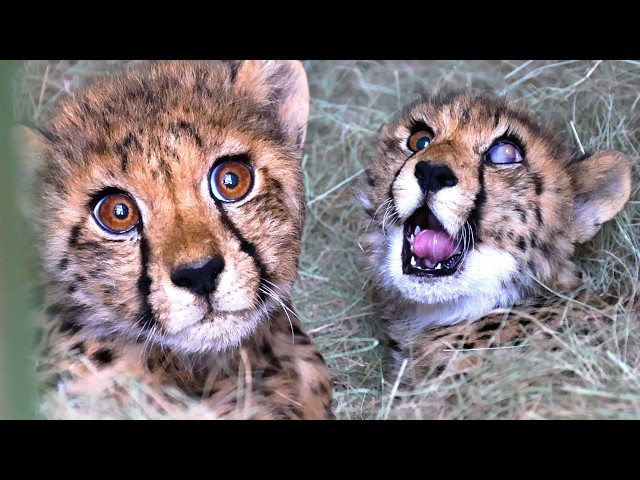 Rescued CHEETAH CUBS Need Your Help! | The Lion Whisperer