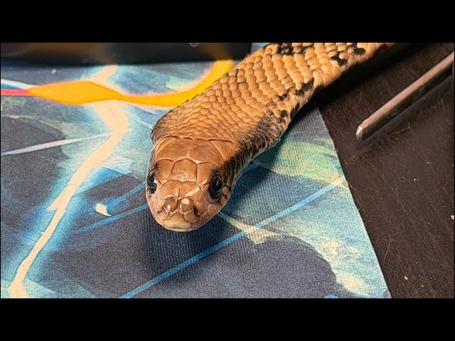 VENOMOUS & Non Venomous Animals, Fish, & Reptiles!