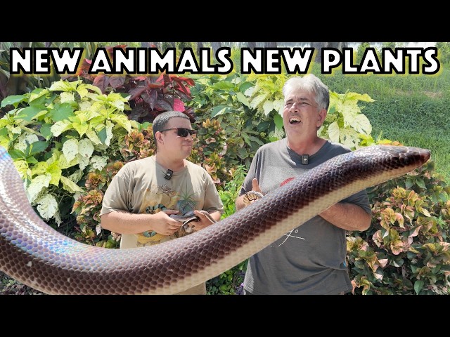 Black Headed Python, New World Python and Other New Reptiles for the Reptile Zoo