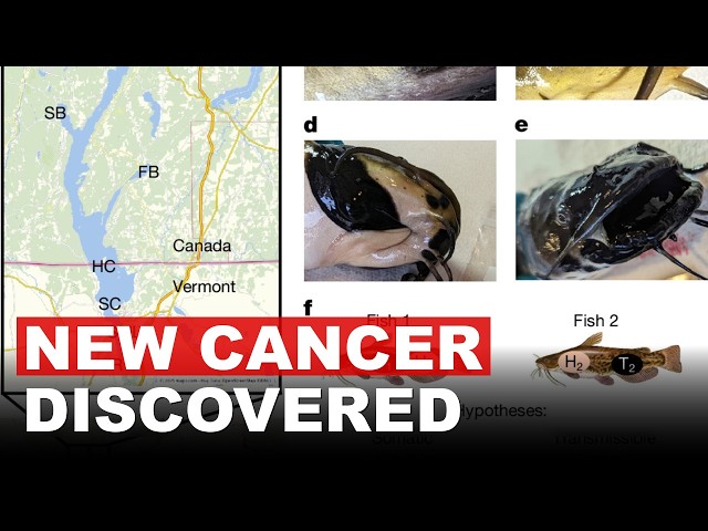 Lake Memphremagog Catfish Rocked By Discovery Of Transmissible Cancer
