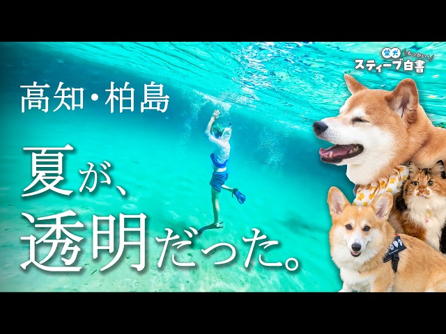 🐬 Enjoying an Unbelievably Amazing Summer with Dogs and Cats in Kashiwajima, Kochi‼️ [Video Tie-i...
