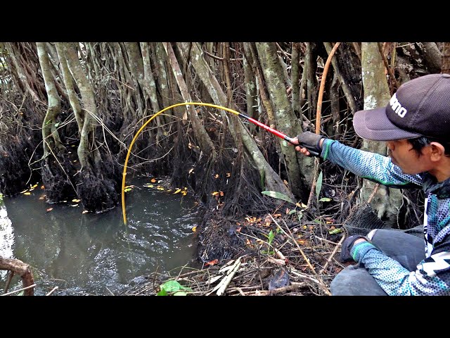 Dibawah akar pohon tua ikan banyak bersembunyi saat mancing dirawa #SG-415