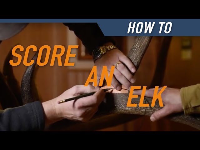 HUNTERS CONNECT X BOONE & CROCKETT CLUB | How to Score an Elk