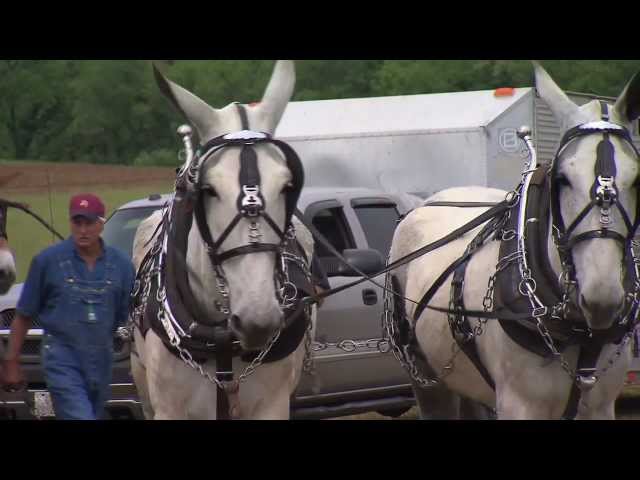 Middle Tennessee Mule Skinners | Tennessee Crossroads | Episode 2602.1