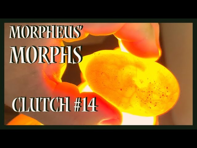 Ball Python Clutch #14 | First Boob Egg!