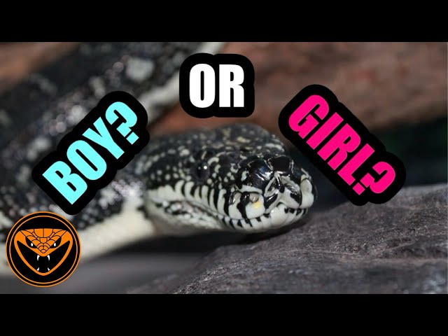 Tips & Tricks: Sexing reptiles