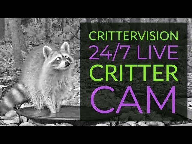 🔴 CritterVision Live Wildlife Critter Cam