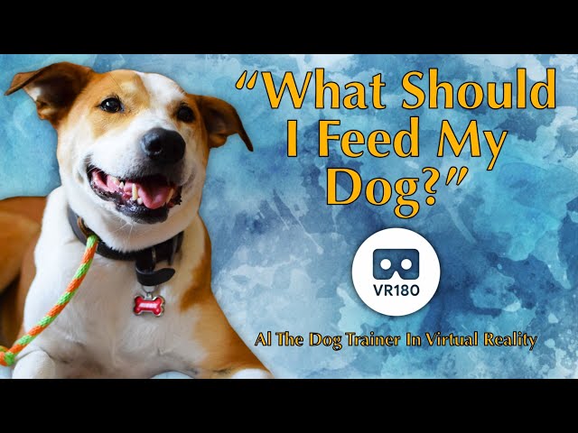 What To Feed Your Dog -  In Virtual Reality!