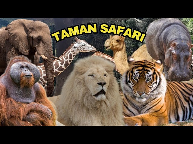MANY RARE ANIMALS IN BOGOR SAFARI PARK | ZOO #safaripark #zoo