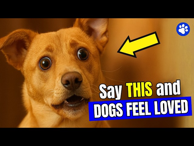 6 Words That Make Your Dog Know You Love Them (Instantly!) | Smart Dog