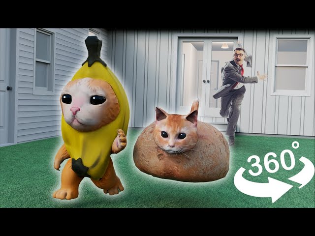 BANANA CAT and BREAD CAT sneaked into the house 360 VR | 360/VR Experience