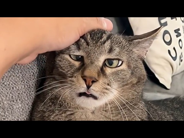 This Is Your Daily Dose Of Cats | Day 100