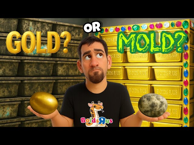 2025 Clutch #7 - Egg Cutting - Breeding Ball Pythons