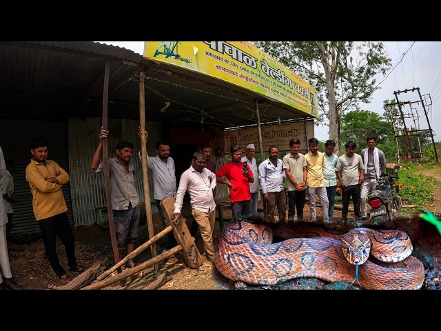 Deadly Russell's Viper Hiding in Wood Factory/Russell viper snake rescue