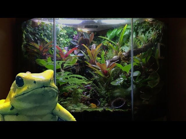 Bioactive Dart Frog Vivarium Build