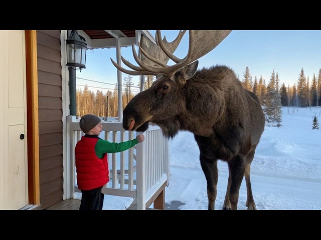 Dangerous Animals Are Being Friendly Caught on Camera! ❤️